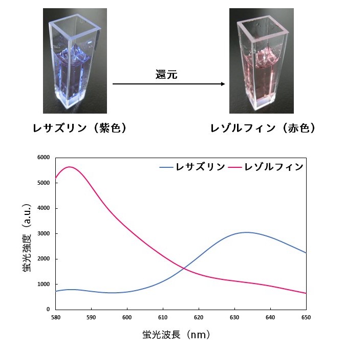 レサズリンとレゾルフィンの蛍光スペクトルの画像