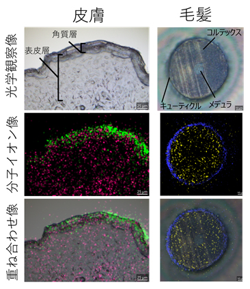 図3　部分特異的分子の質量イメージング例