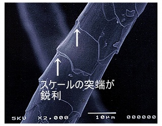 スケールの突端が鋭利なウールの電子顕微鏡写真