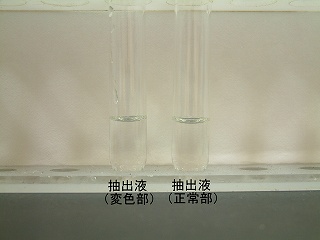 正常部と変色部の抽出液を比較する写真。両方とも無色透明